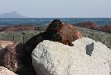 KING CHARLES SPANIEL 058